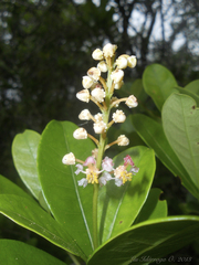 Byrsonima ligustrifolia