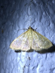 Crocidophora serratissimalis