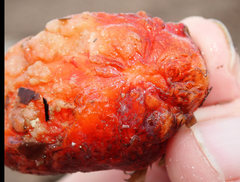 Cnemidocarpa