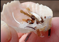 Magellania flavescens