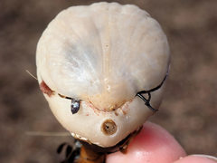 Magellania flavescens