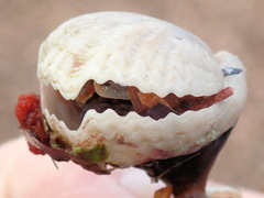 Magellania flavescens