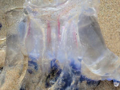 Pseudorhiza haeckeli