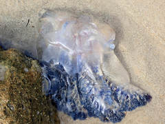 Pseudorhiza haeckeli