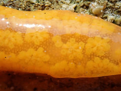 Botrylloides perspicuus