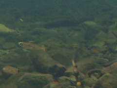 Pseudomugil signifer