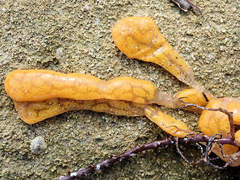 Botrylloides perspicuus