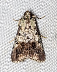 Orthaga rubridiscalis