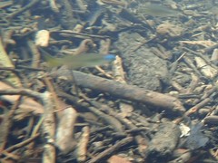 Pseudomugil signifer