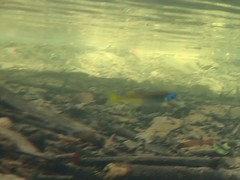 Pseudomugil signifer