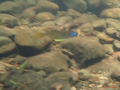 Pseudomugil signifer