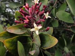Santalum haleakalae