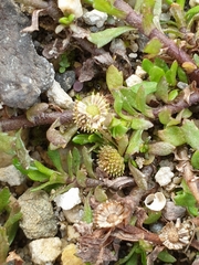 Centipeda aotearoana