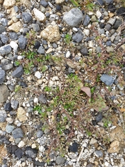 Centipeda aotearoana