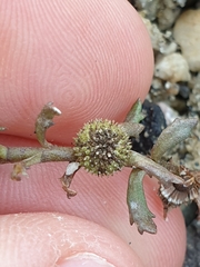 Centipeda aotearoana