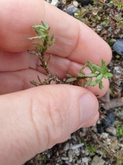 Centipeda aotearoana