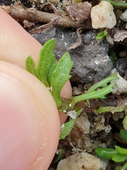 Centipeda aotearoana