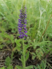 Veronica porphyriana