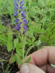 Veronica porphyriana
