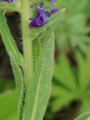 Veronica porphyriana