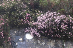 Erica petraea