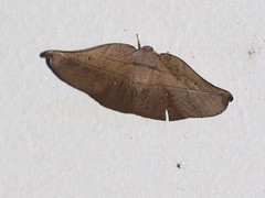 Xenomusa metallica