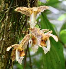 Stanhopea