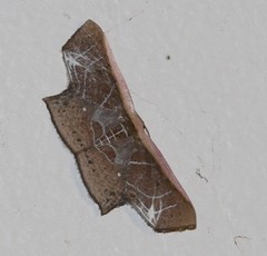 Tessarotis rubrata