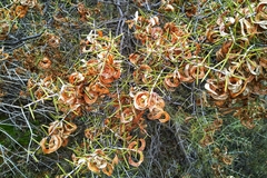 Acacia colletioides