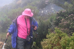 Erica petraea