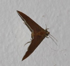 Hyalobathra