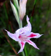 Gladiolus nigromontanus