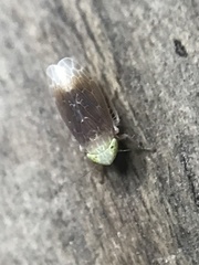 Polyamia apicata