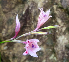 Gladiolus nigromontanus