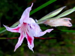 Gladiolus nigromontanus