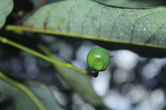 Sapium stylare
