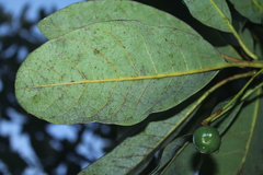 Sapium stylare