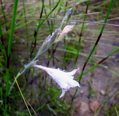 Gladiolus nigromontanus