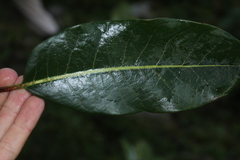 Sapium stylare