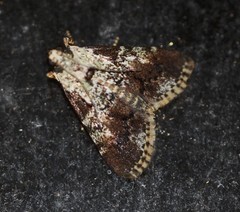 Orthaga rubridiscalis