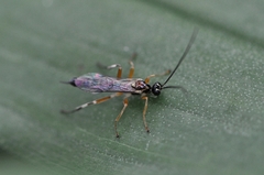 Diplazon scutatorius