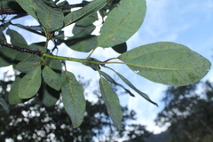 Sapium stylare