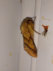 Pyrrhia exprimens