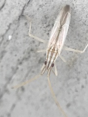 Trigonotylus pulcher