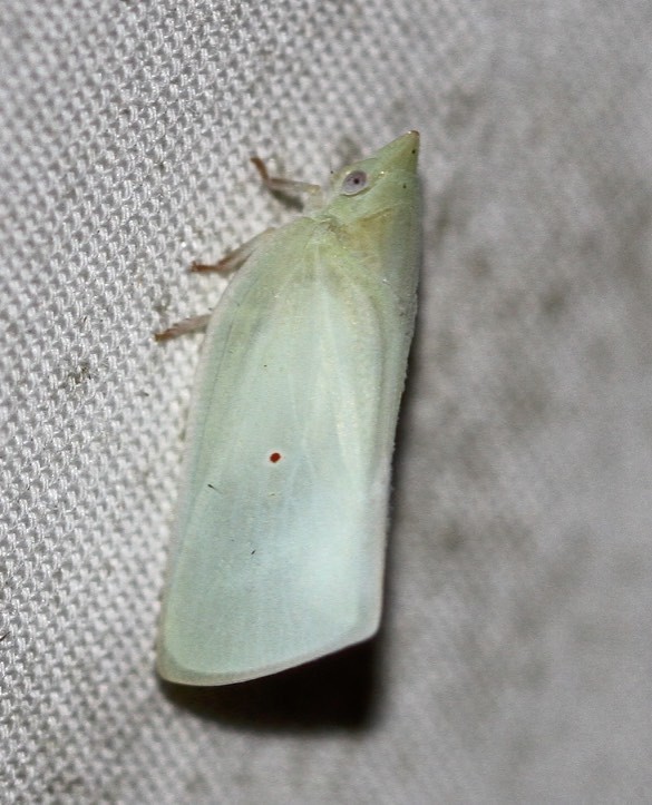 Colgaroides