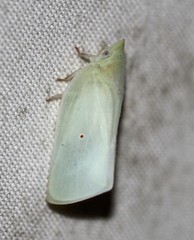 Colgaroides acuminata