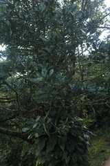 Sapium stylare