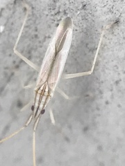 Trigonotylus pulcher