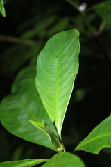 Palicourea axillaris