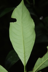 Palicourea axillaris
